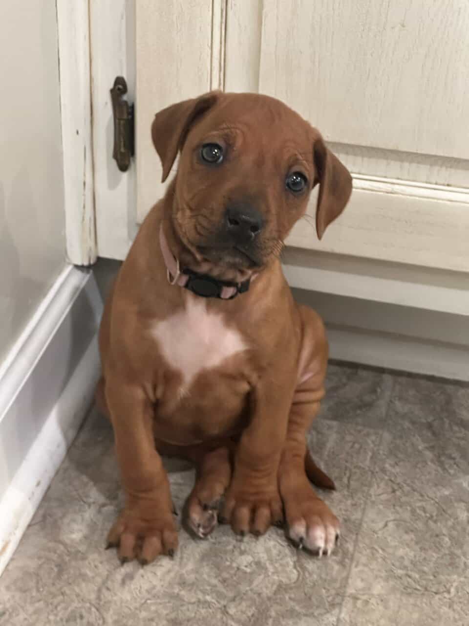 AKC Rhodesian Ridgeback Puppies Available image 14