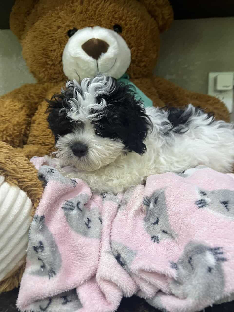 Maltipoo babies . Non shed image 6