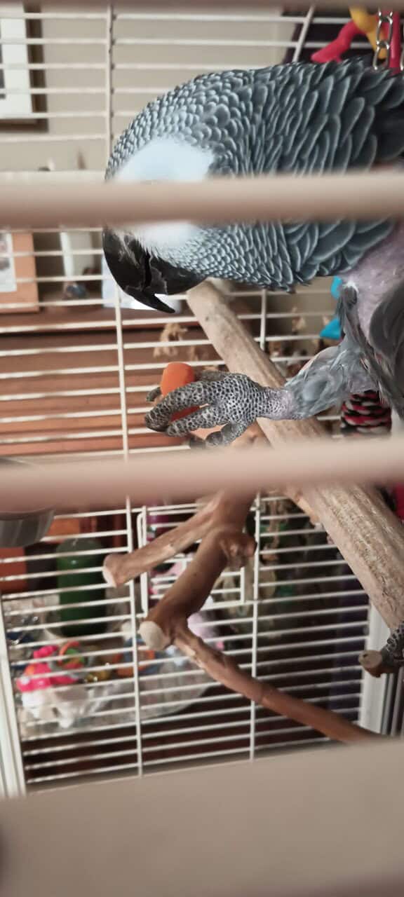 Congo African grey. ( Cage included ) image 5