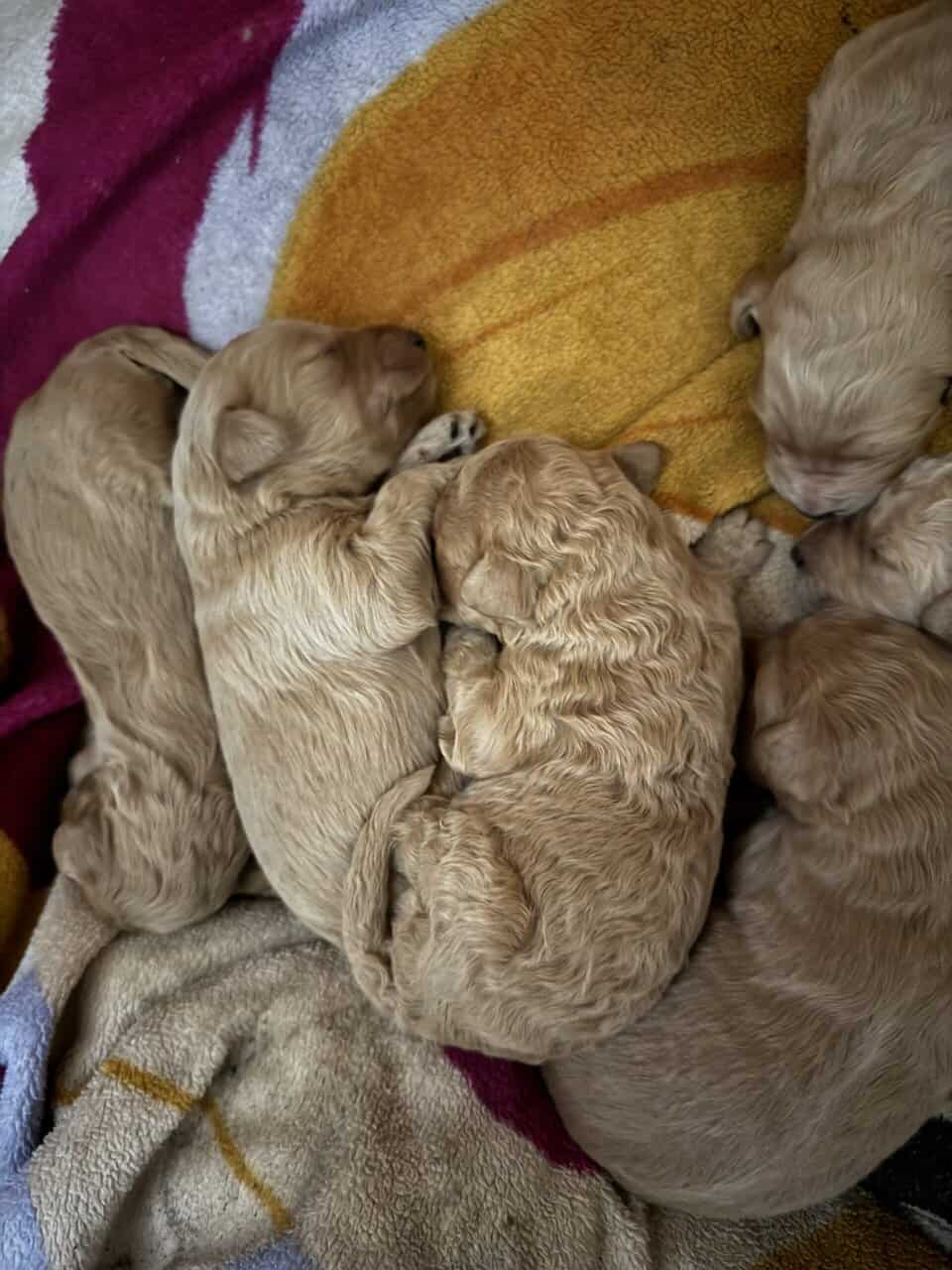 Goldendoodle puppies image 4