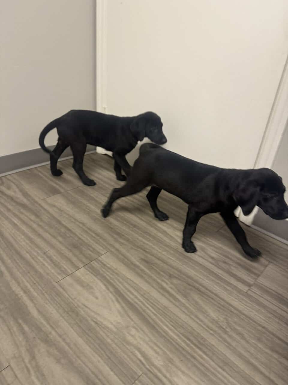 Pure bred Lab Pups image 5