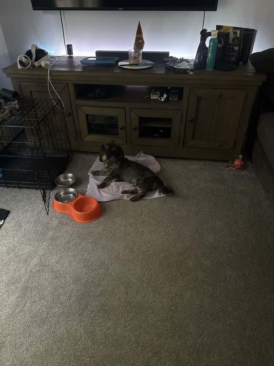 Looking to re home this little guy image 1