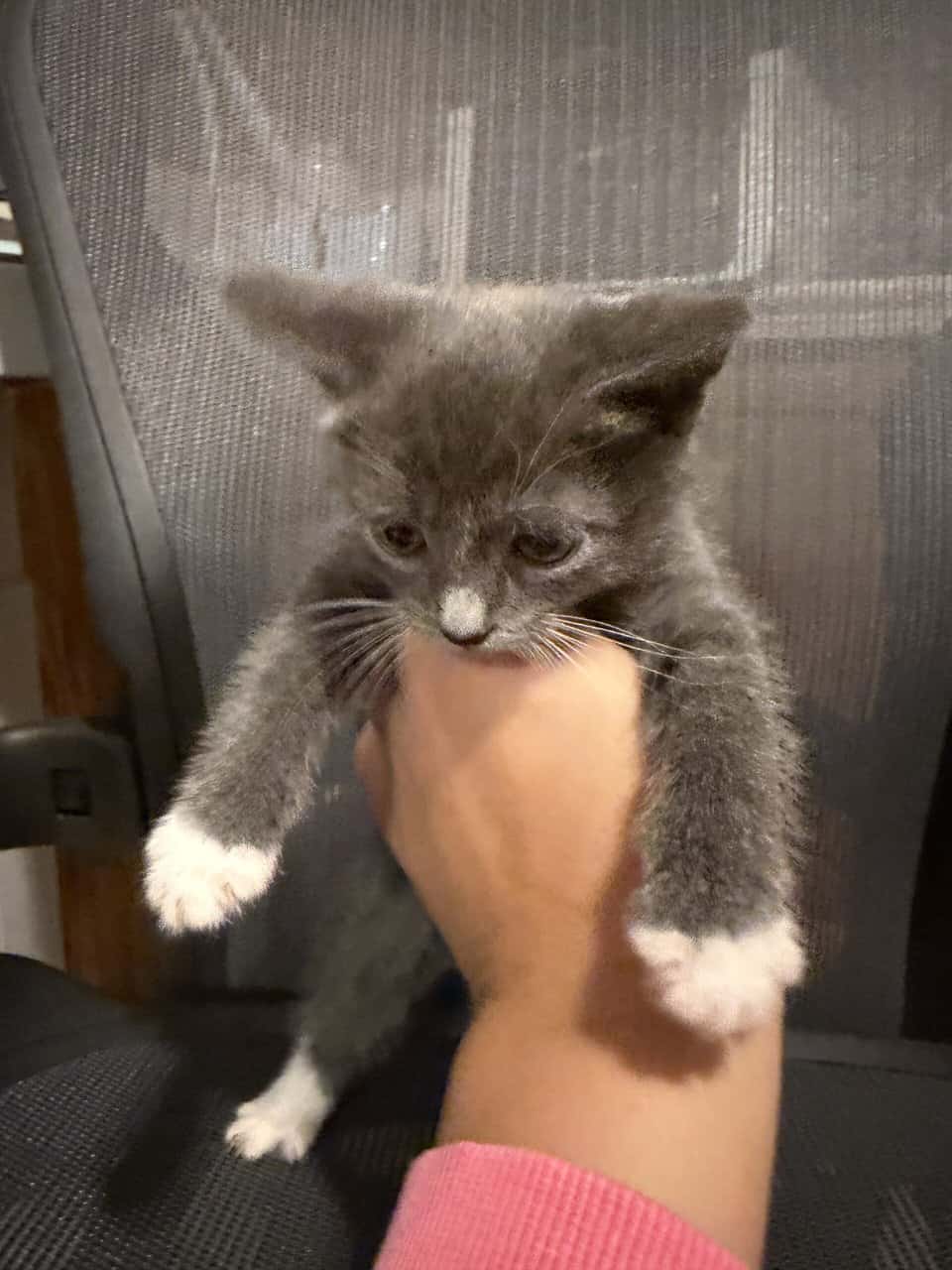 Domestic short hair image 1