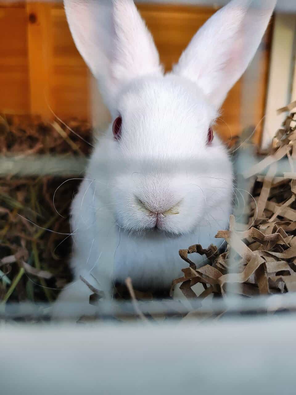 Baby Bunnies / Rabbits for Sale image 2