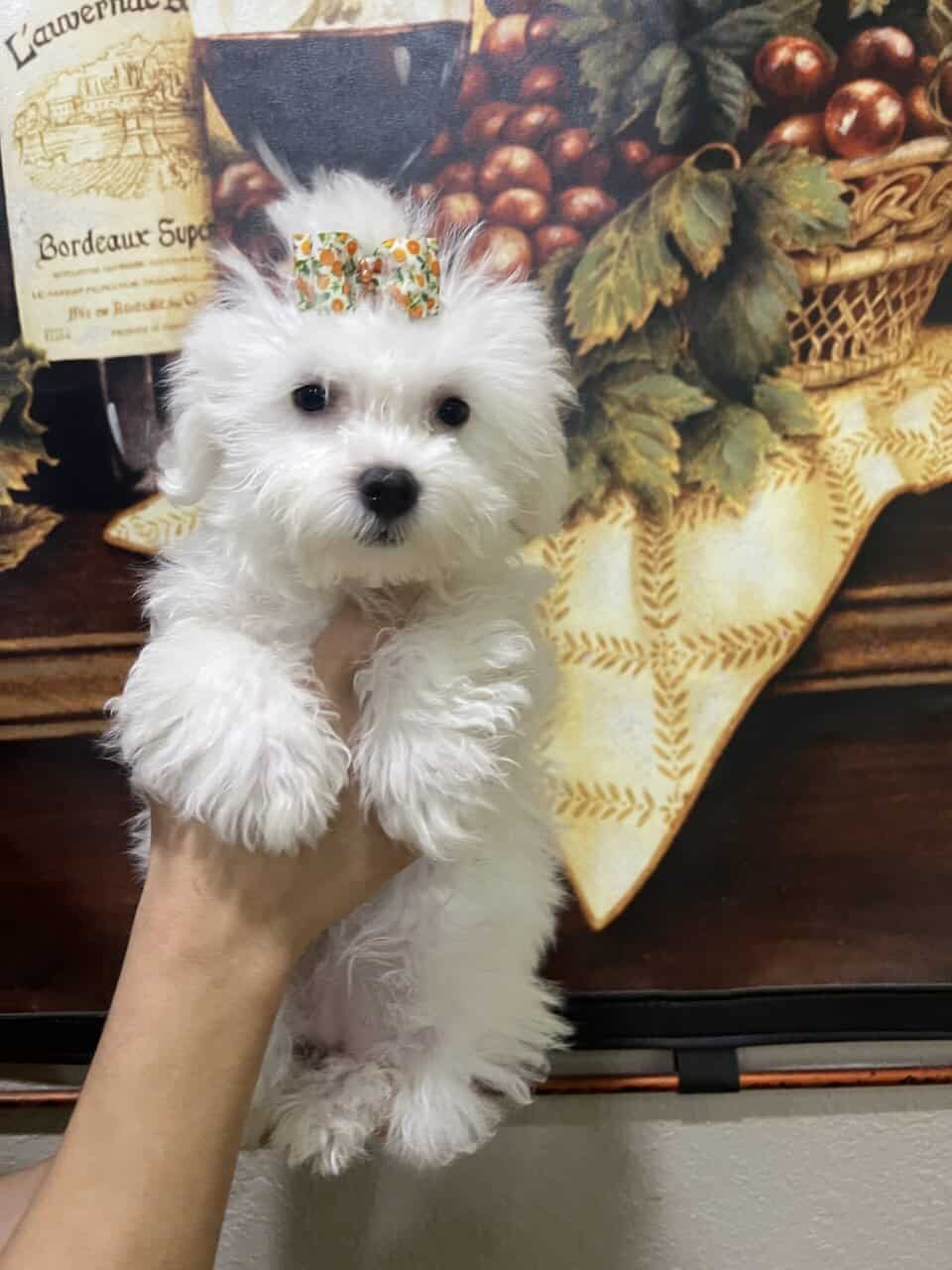 Maltipoo babies . Non shed image 1