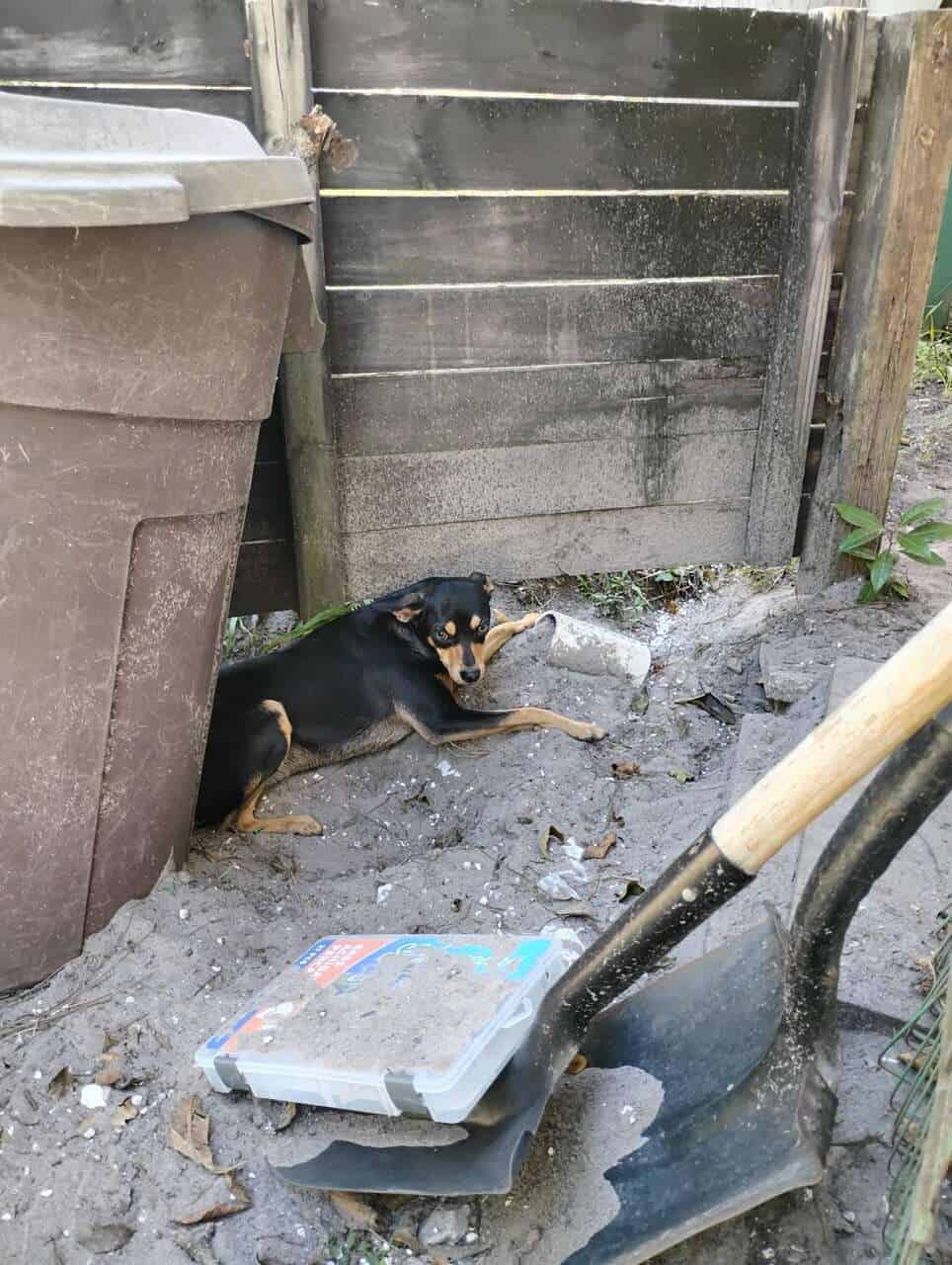 Chihuahua image 4
