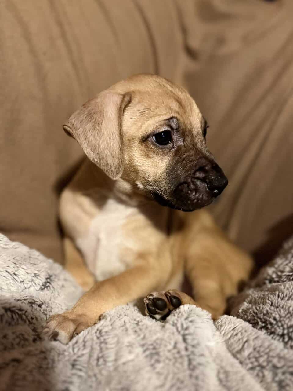 Puppies ready for new home ( black mouth cur/ pit image 2