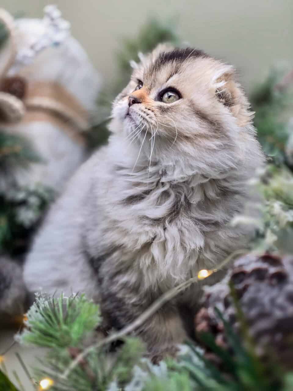 SCOTTISH FOLD GIRL, TICA REGISTERED image 3