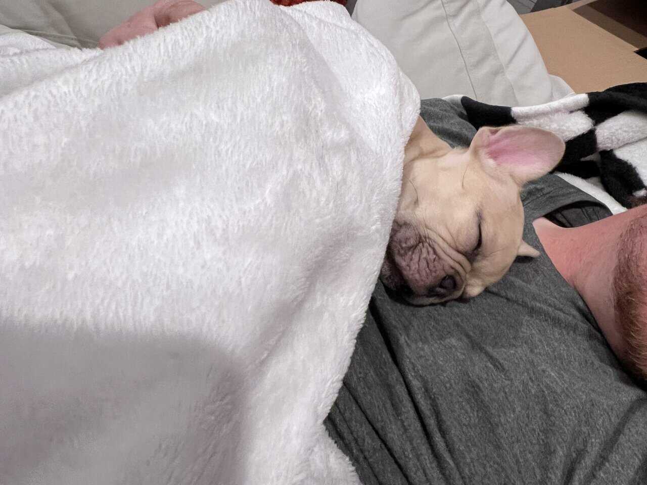 French Bulldog Puppy (Male) image 3