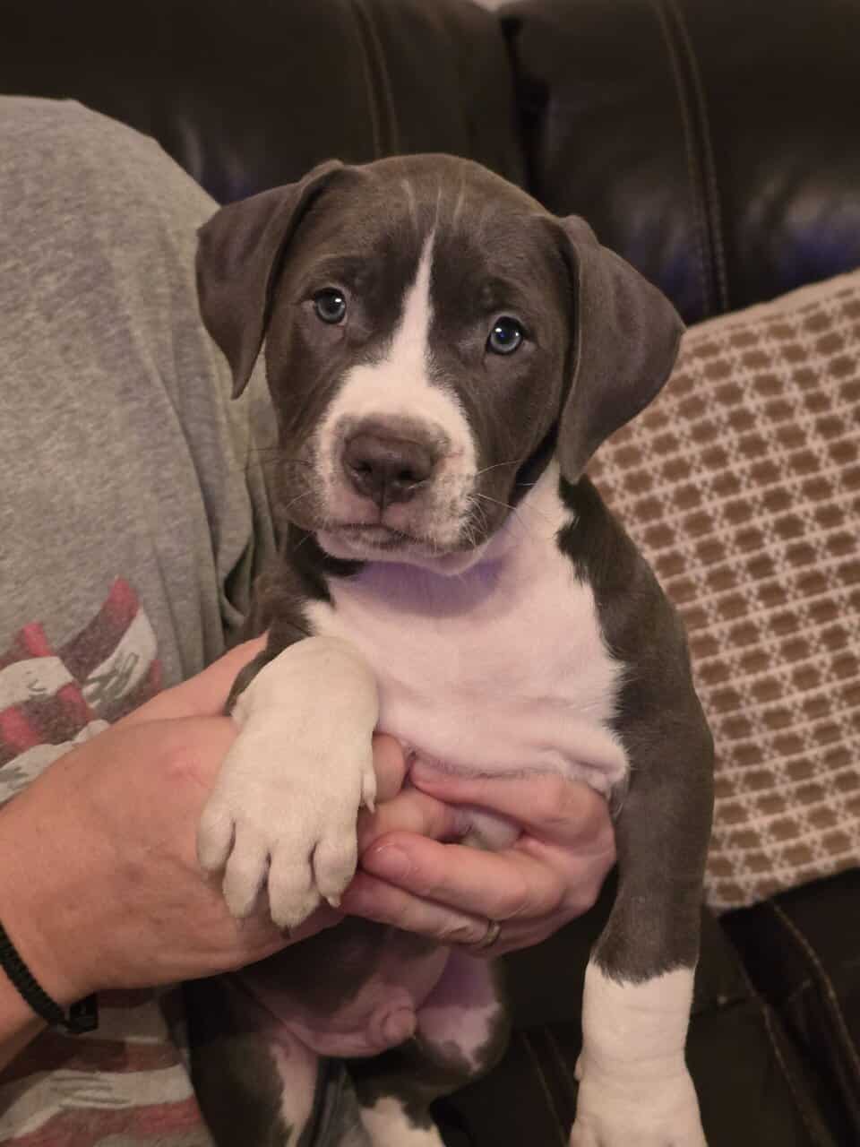 Handsome American Staffordshire terrier image 1