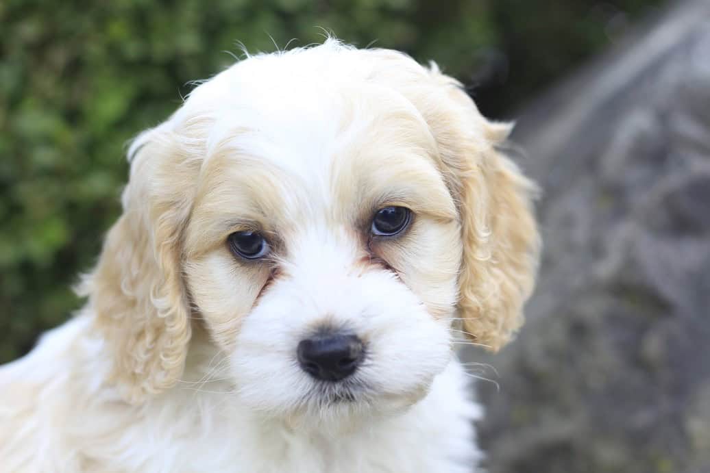 Rocky, a cockapoo puppy born on 9.15.25 image 2