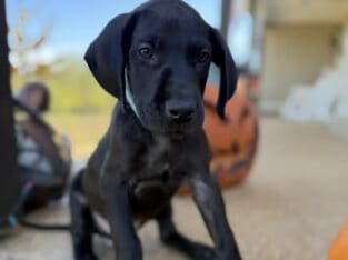 Great Dane solid black male European
