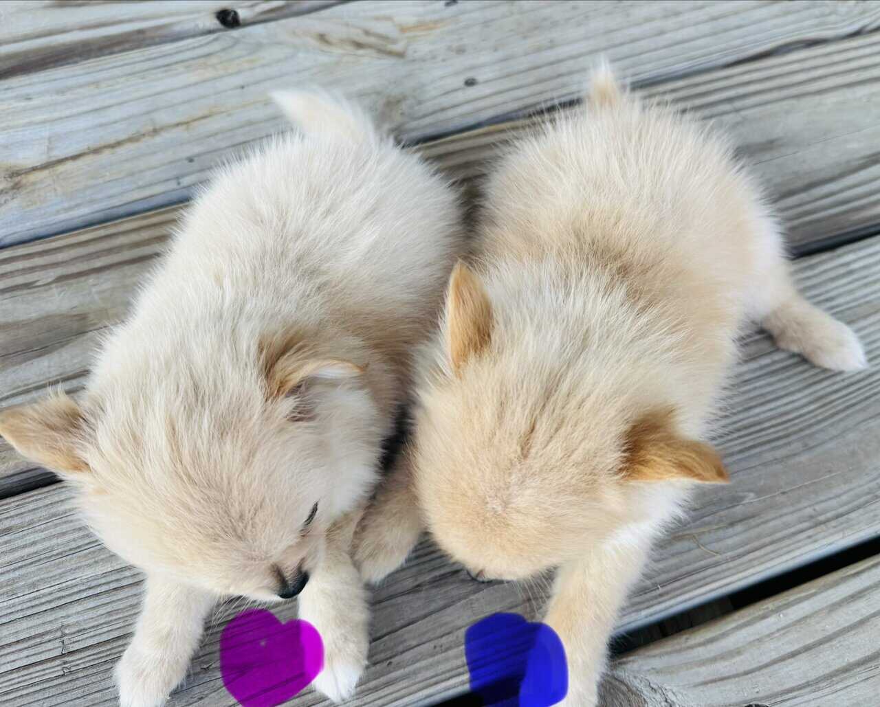 Pomeranian female image 1