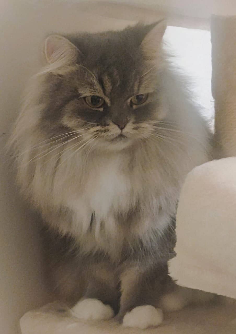 Female Persian mixed grey and white image 1