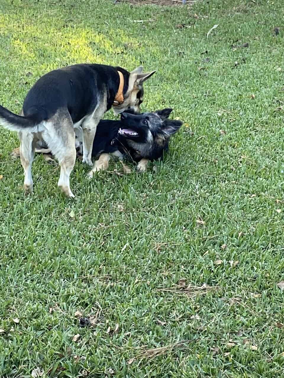German Shepherd Puppies 4 sale SOON image 3