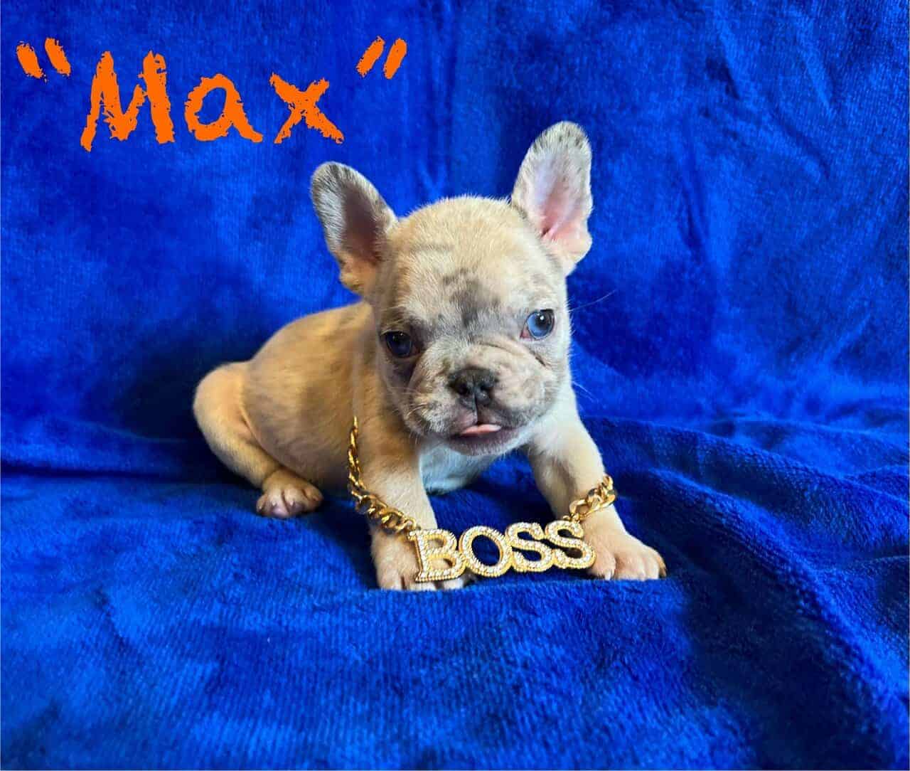 Male Frenchie Puppy * Ukraine Lineage* - Max image 7