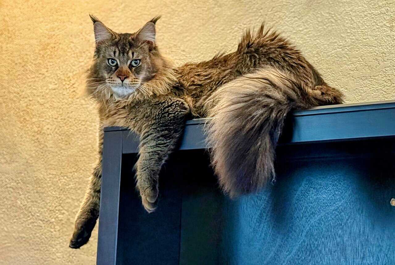 Main Coon Kittens! image 1