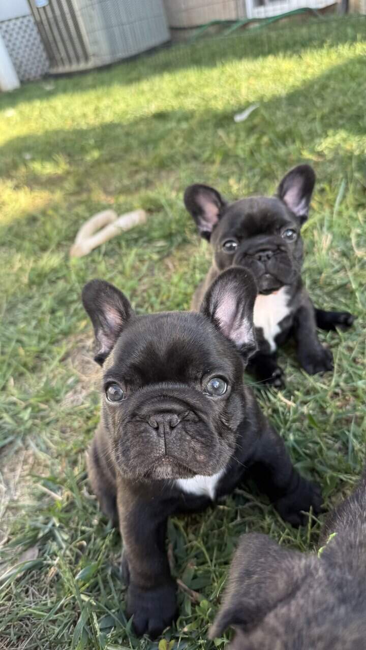 AKC Registered French Bulldogs image 4
