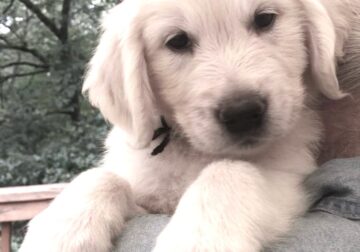 2 AKC English Golden Retriever puppies, 3 mo.