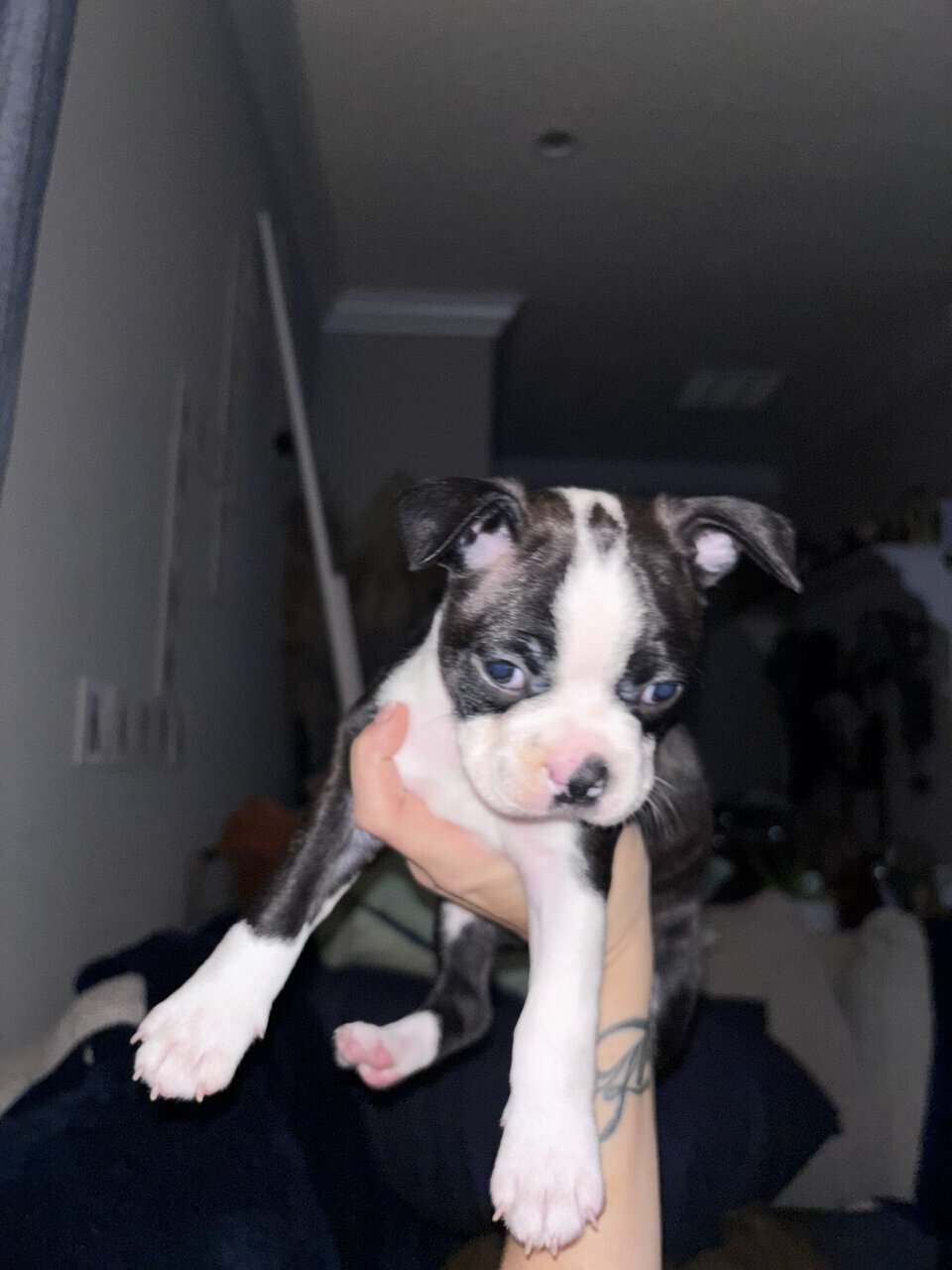 Brindle Boston terrier image 2
