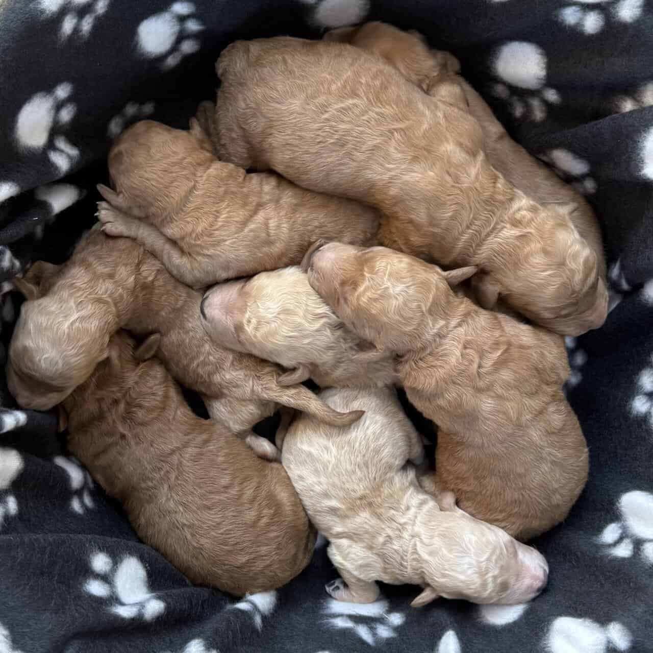 Mini Goldendoodle- Female and Male image 3