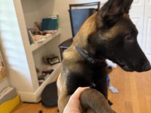 Belgian Malinois – Professionally Trained 5-Month