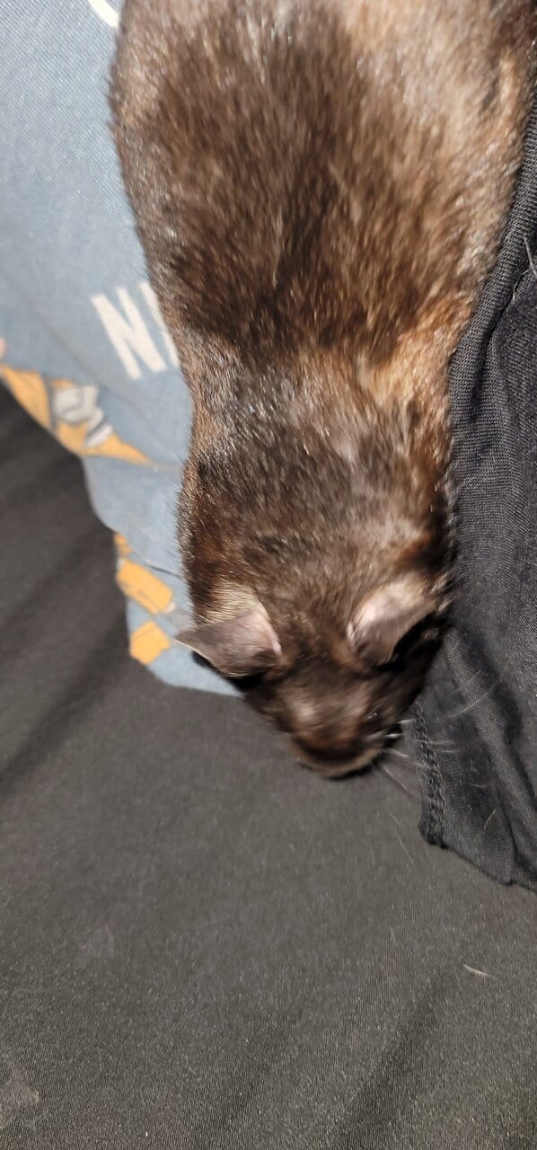 Hamster image 4