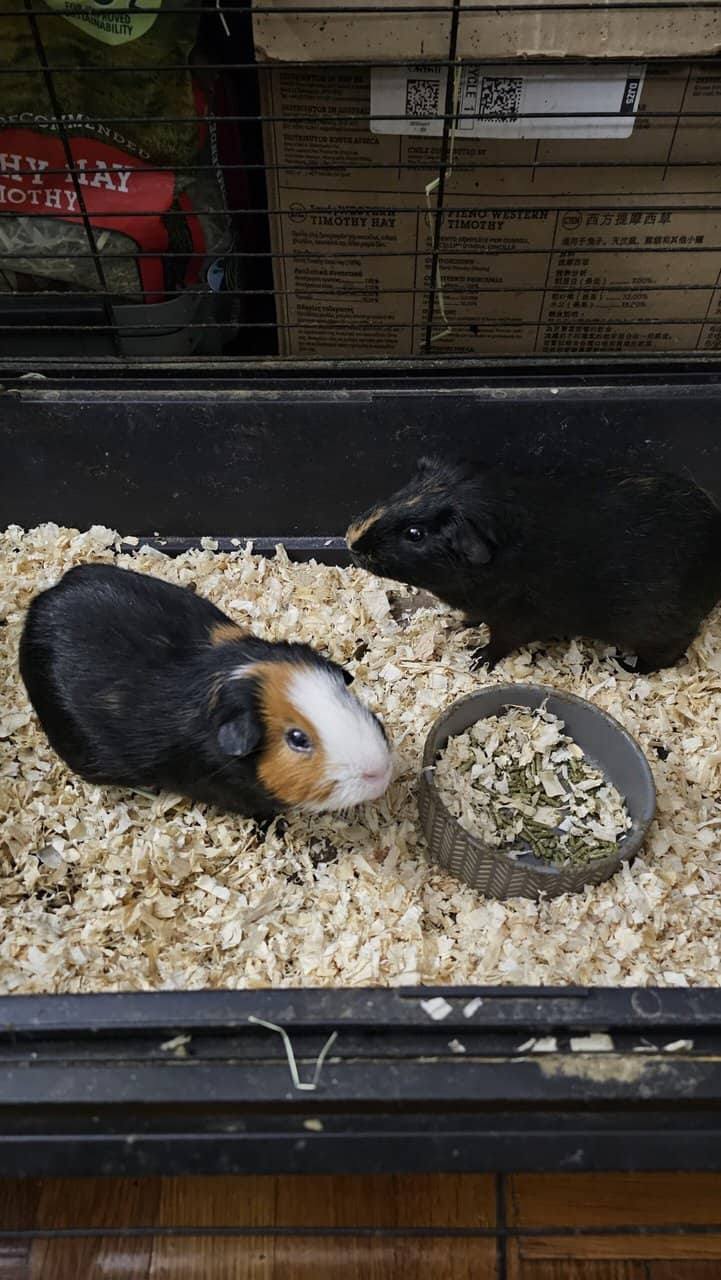 3 guinea pigs looking for a new family image 2
