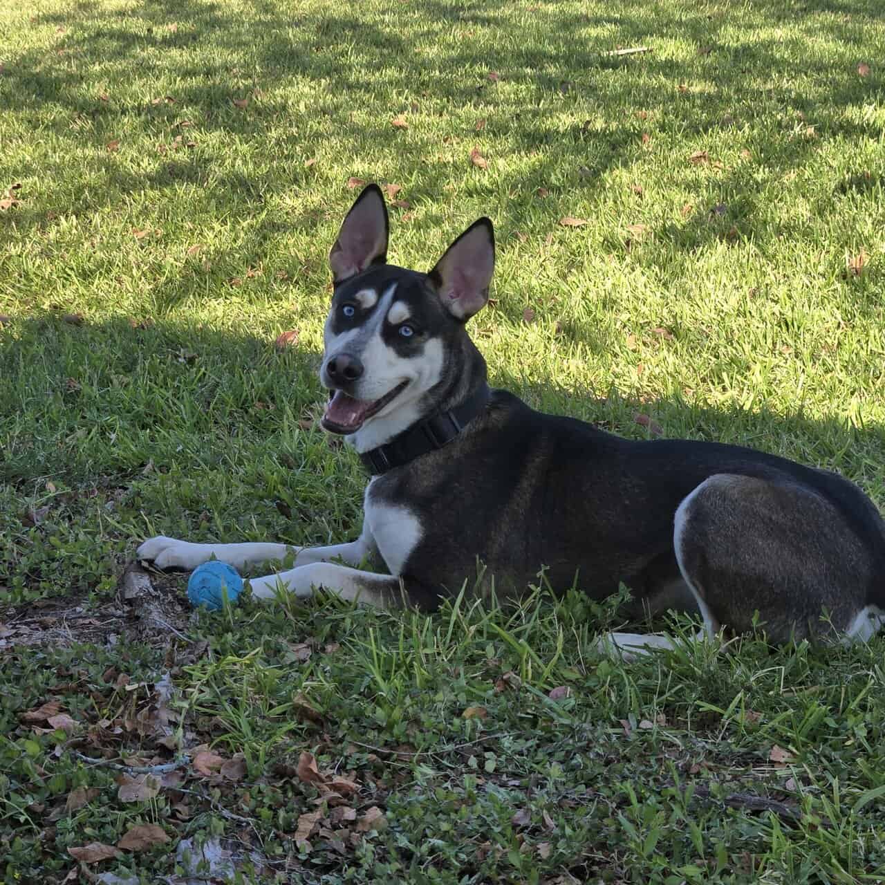 ShinerBock is looking for a forever home image 5