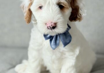 Mini Australian Labradoodles