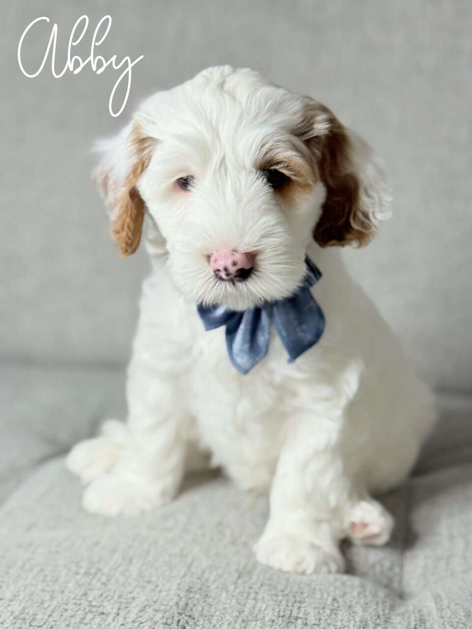 Mini Australian Labradoodles image 1