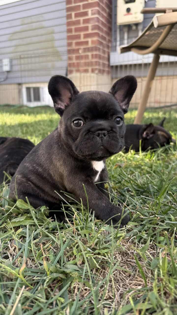 AKC Registered French Bulldogs image 3