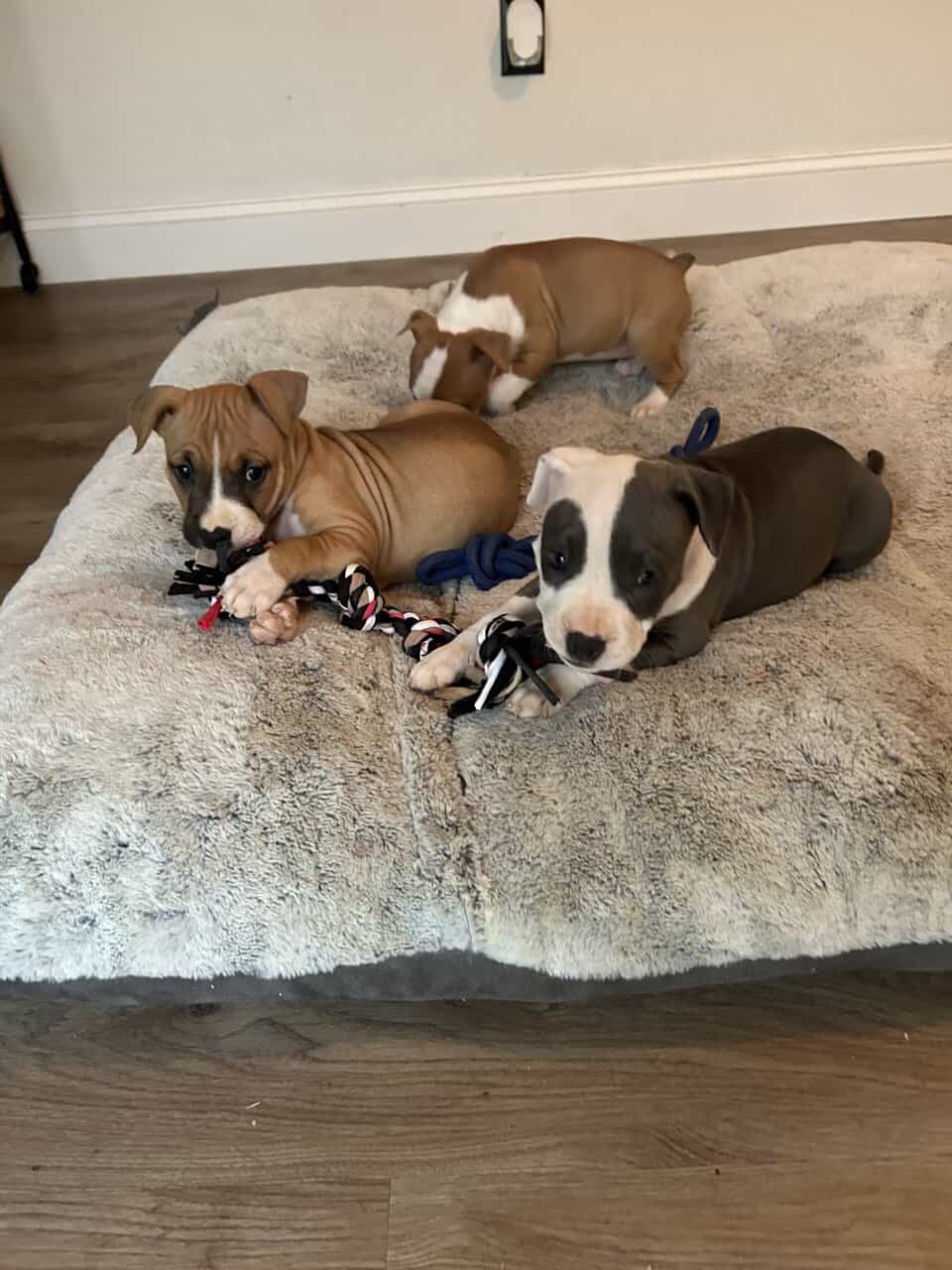 American Bully puppies 🐶 image 2