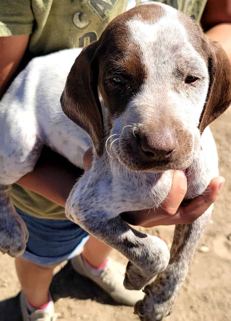 Adorable Shorthaired Pointers image 2