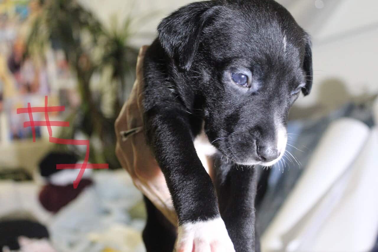 Lab & Pit mix Ready for their fur ever Homes Nov18 image 18