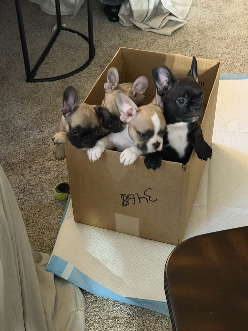 French bulldog puppies akc image 1