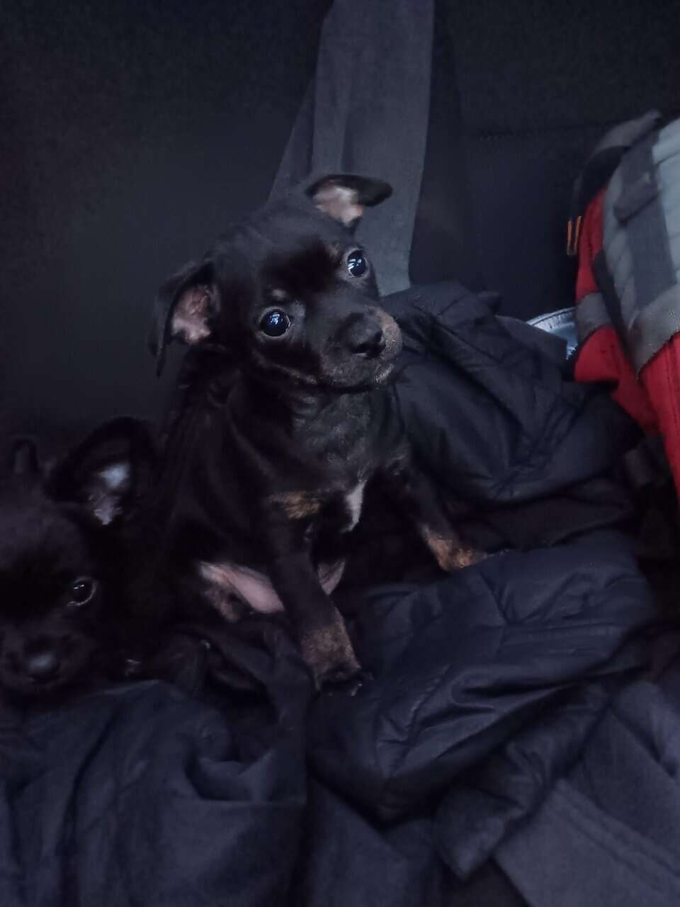 Pug yorkie dockson chihuahua mix puppies image 2