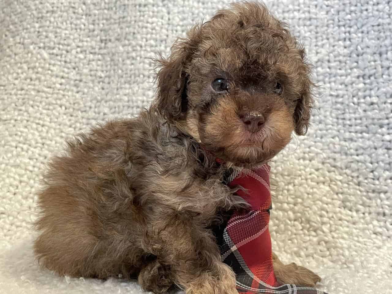 Cavapoo puppies image 2