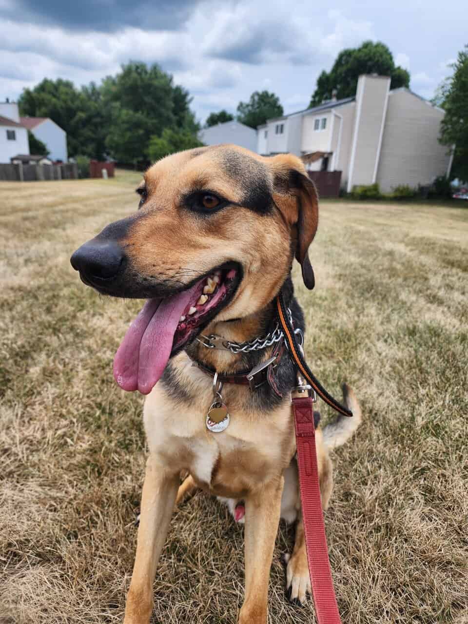 Hello! Kermit the dog here. image 1