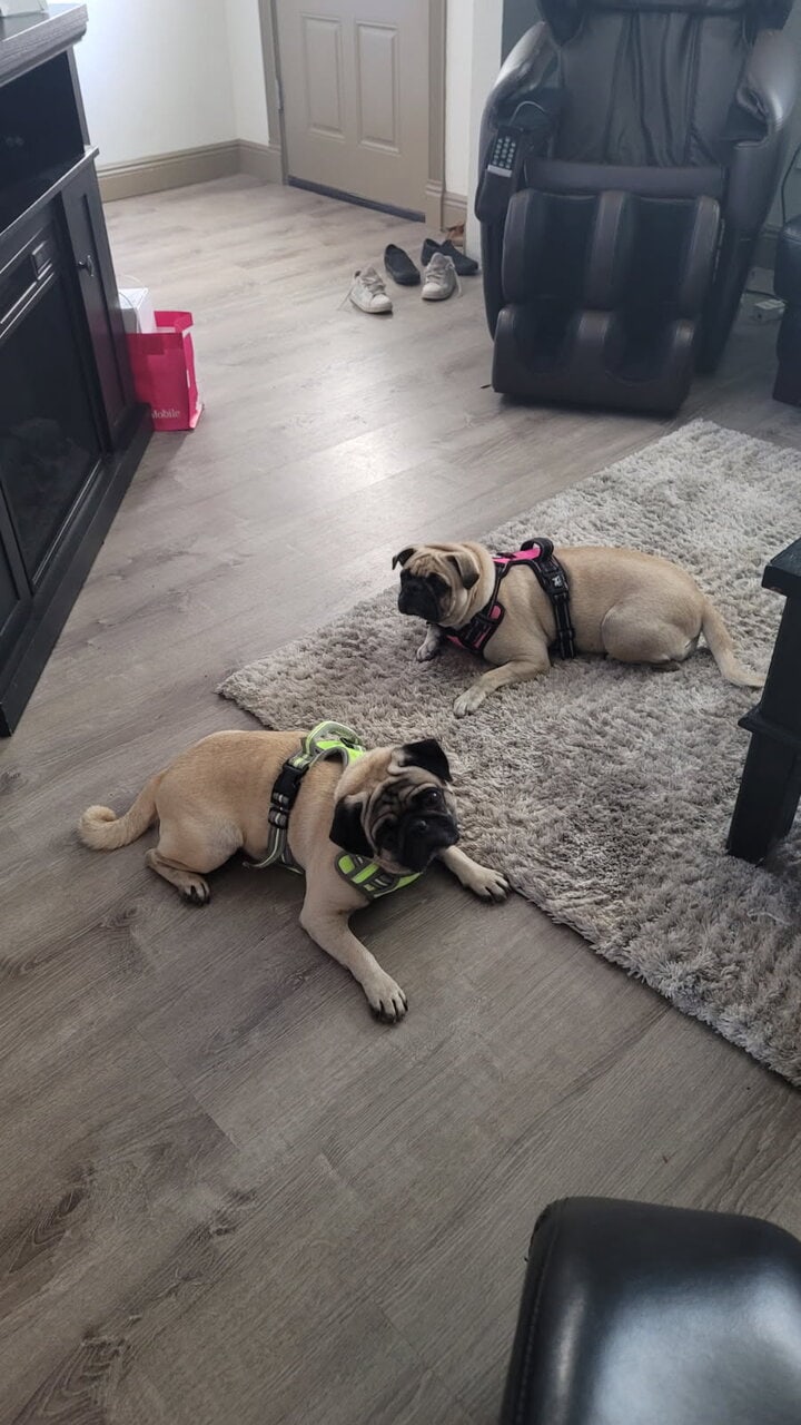 Cute PUG puppies image 8