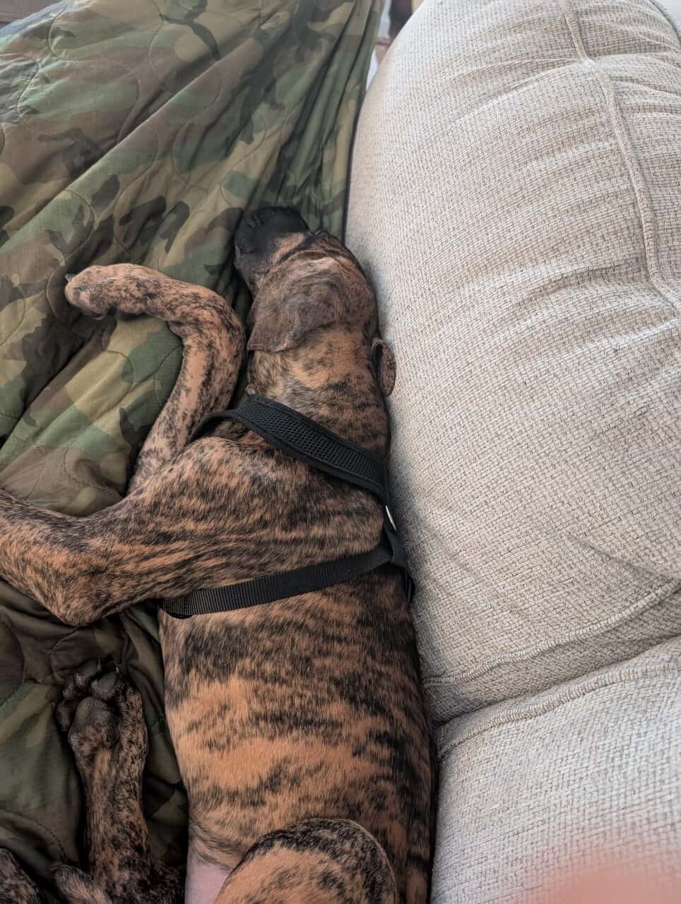 Great Dane 9mnths image 4