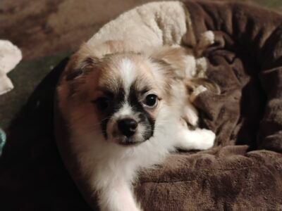 Tea cup Long haired chihuahua