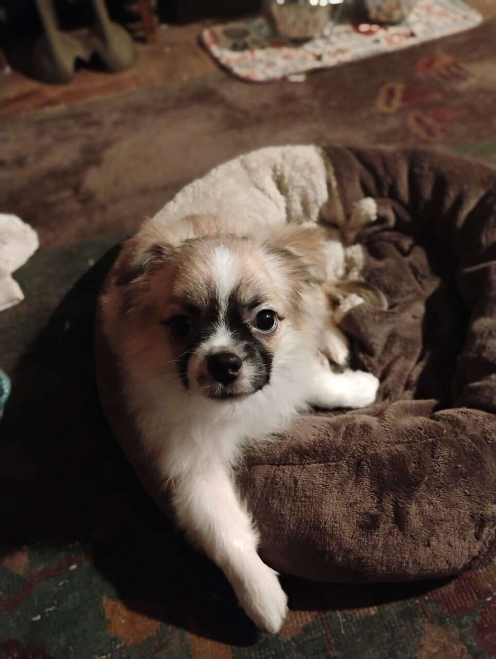 Tea cup Long haired chihuahua image 1