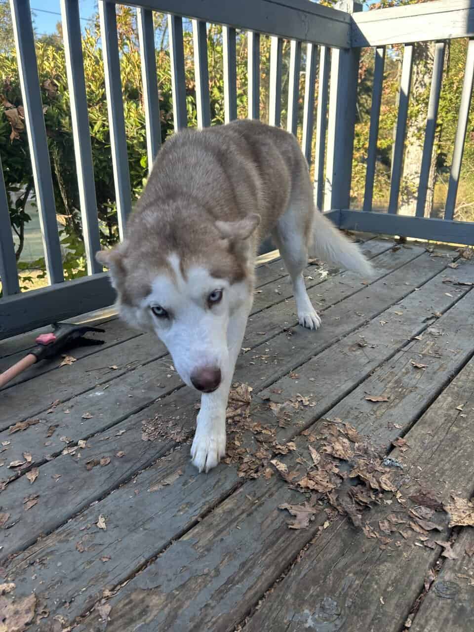Siberian Husky for sale! image 5