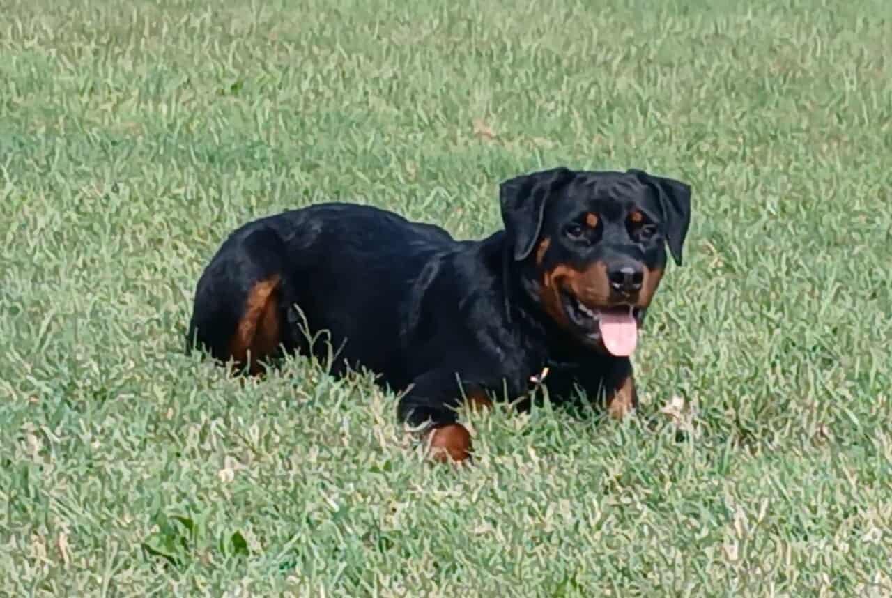 AKC registered German Rottweiller image 3