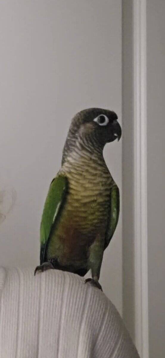 Green cheeked conure image 2