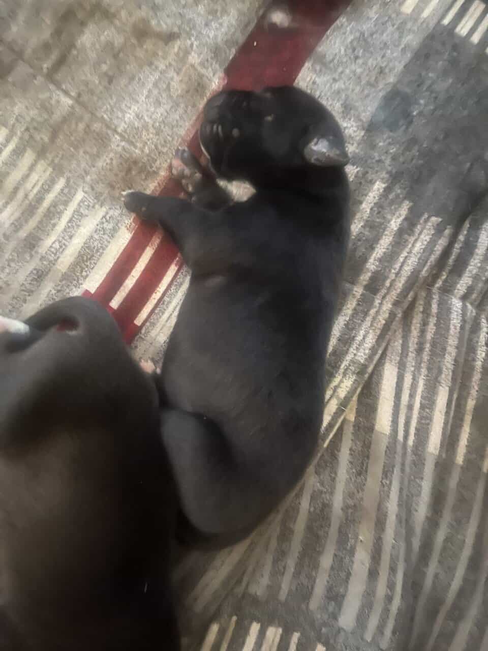 Pit lovers only image 4