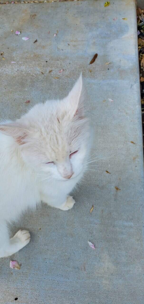 Turkish Van Cat for sale image 6