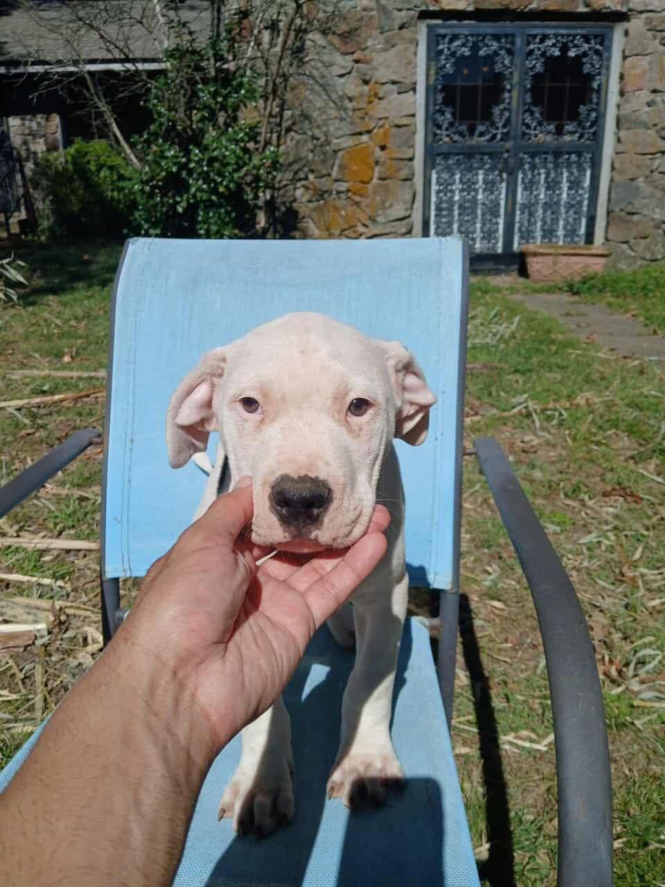 Thor, American Pit Bull Terrier Puppy image 4