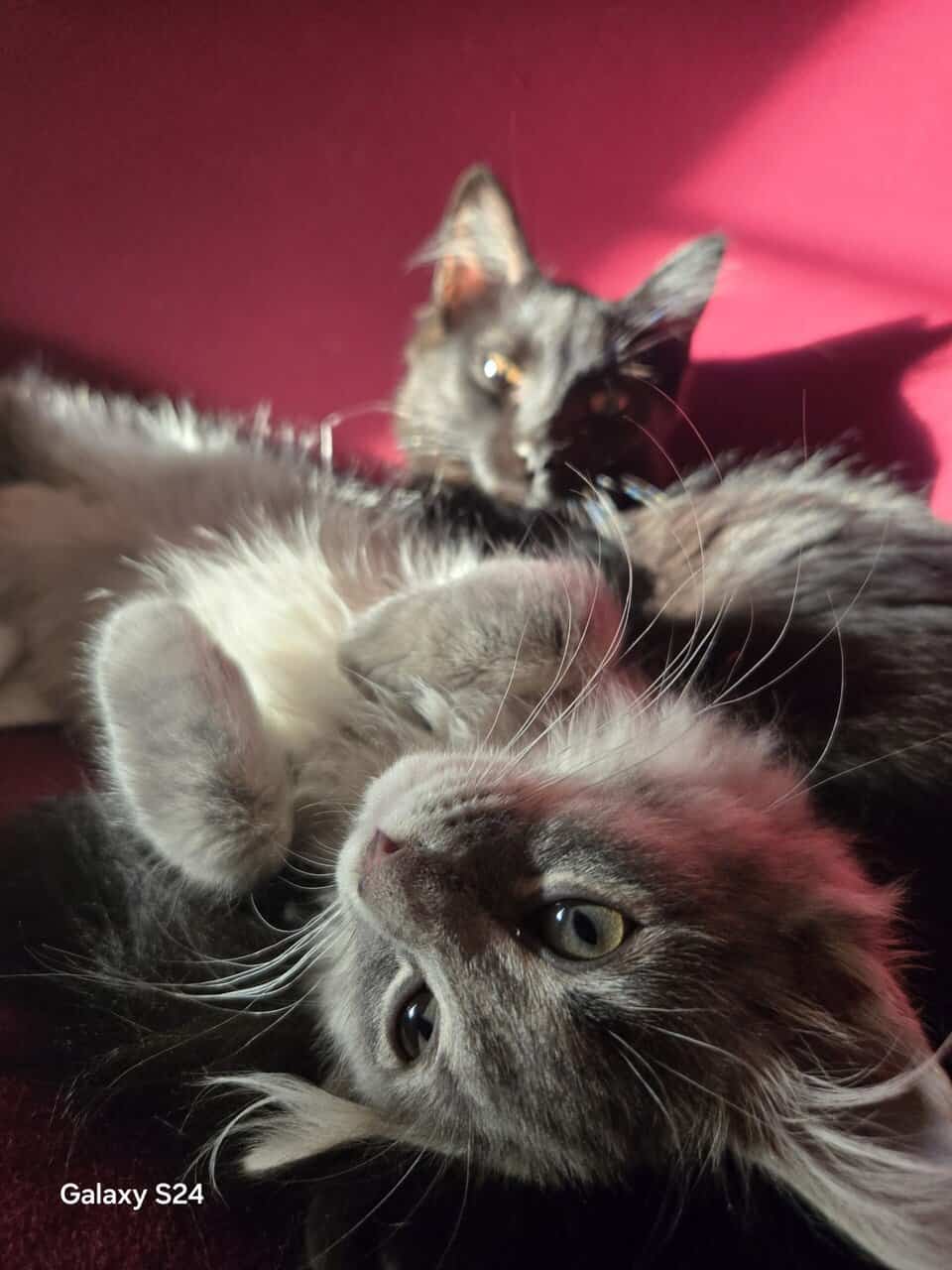 Maine Coon Kittens and cat's image 3